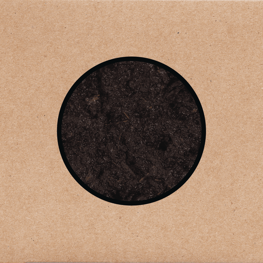 Swans - Birthing Swans - Birthing