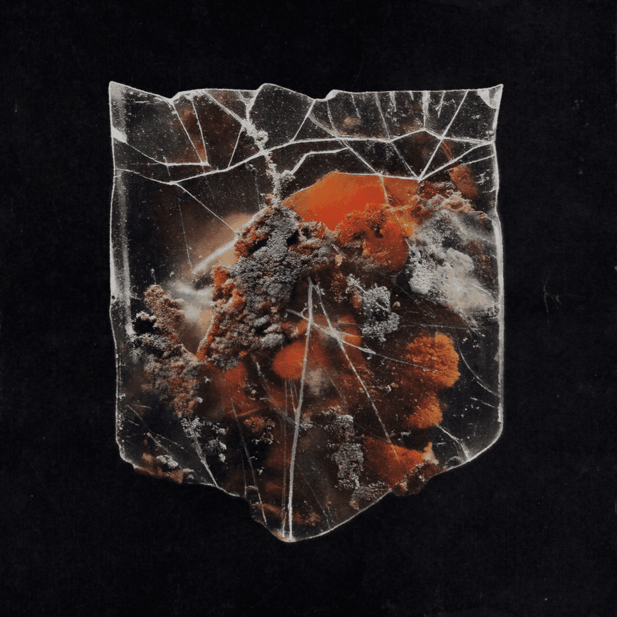 Shields - Death & Connection