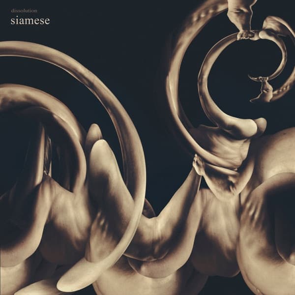 Siamese - Dissolution Siamese - Dissolution