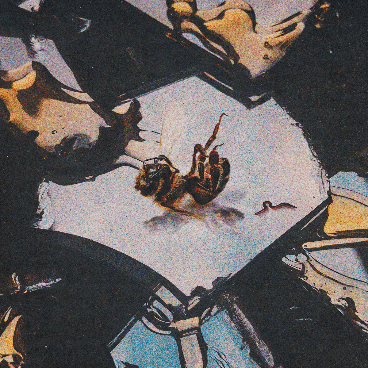 Stain The Canvas - Honey Rot Stain The Canvas - Honey Rot