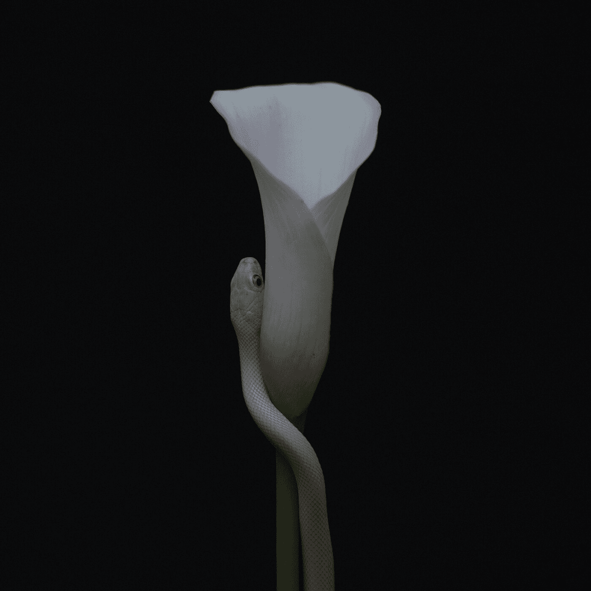 Animals As Leaders - Parrhesia Animals As Leaders - Parrhesia