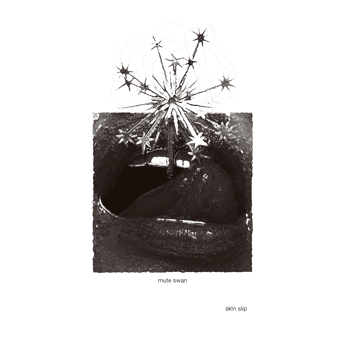 Mute Swan - Skin Slip Mute Swan - Skin Slip